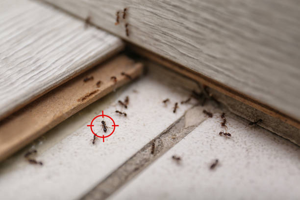 Best Pest Inspection Near Me  in Fort Llins, CO