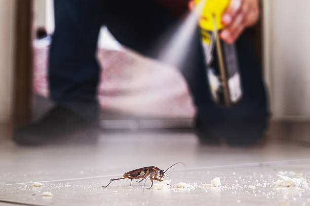 Best Pest Control Near Me  in Fort Llins, CO